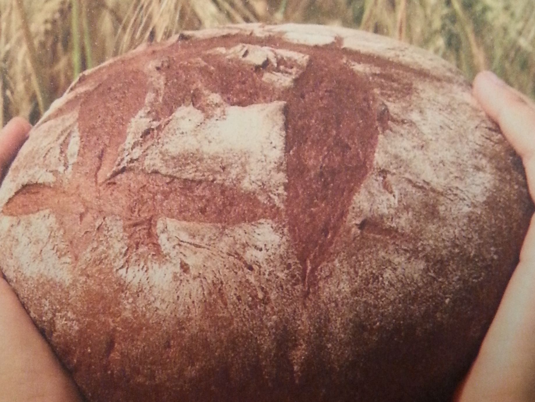 Zwei Hände halten ein rundes Brot